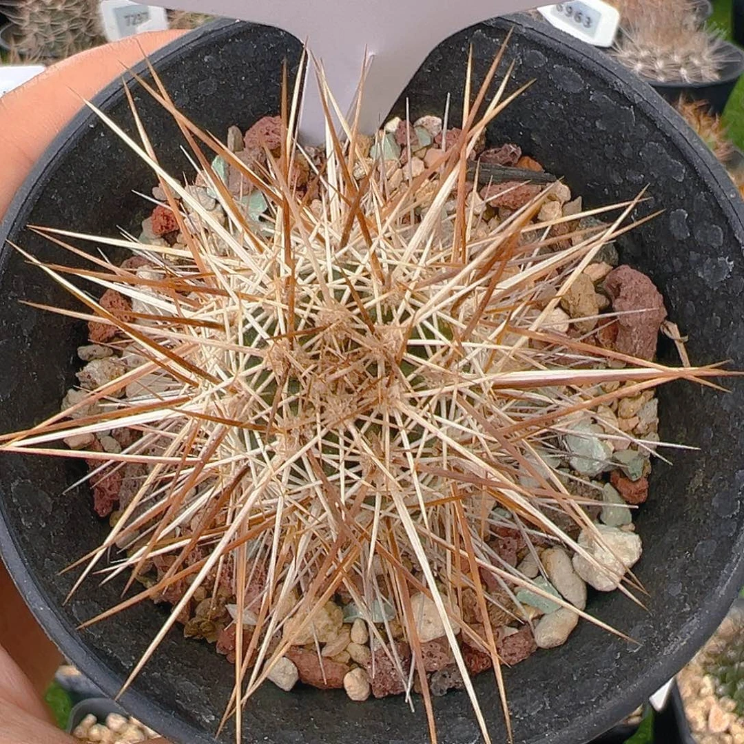 7663犰狳司虾实生裸根发货
