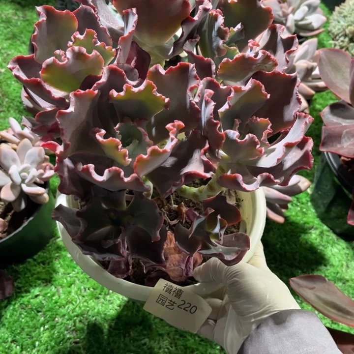 220小珊瑚包菜多肉植物