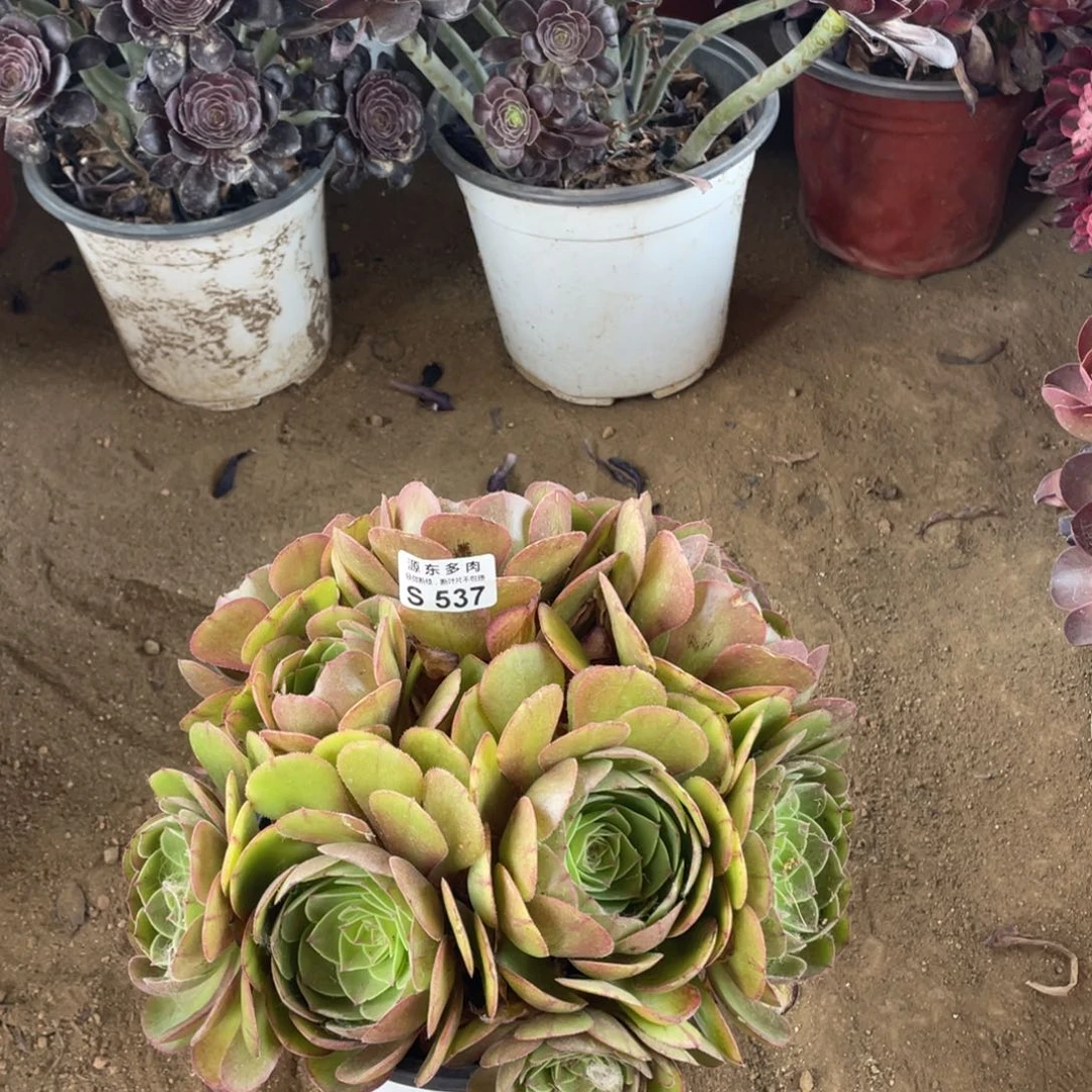 537万圣洁多肉法师断枝不包