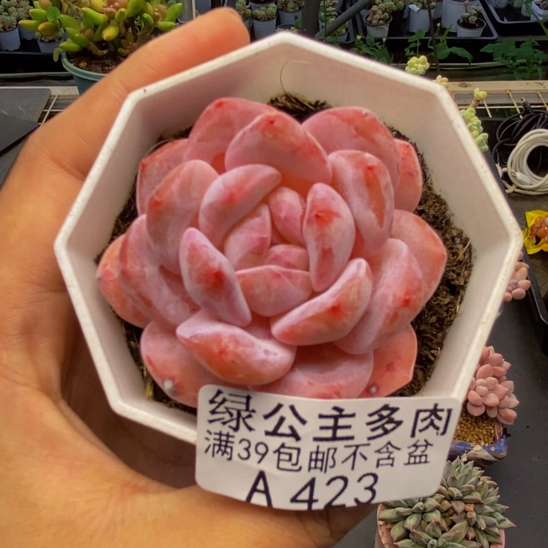 423冰糕多肉肉6c m