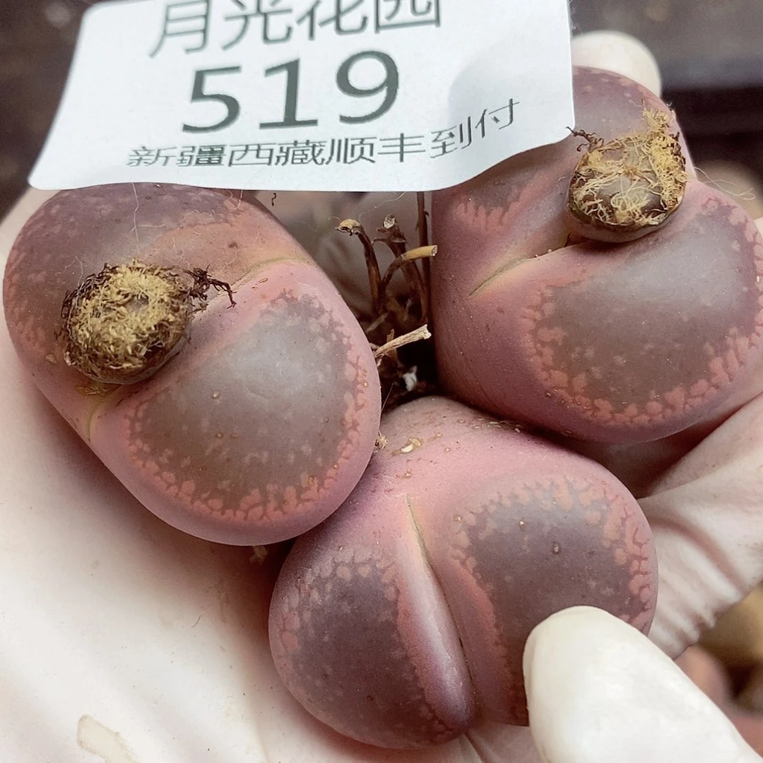 我要做自己爱干就给519
