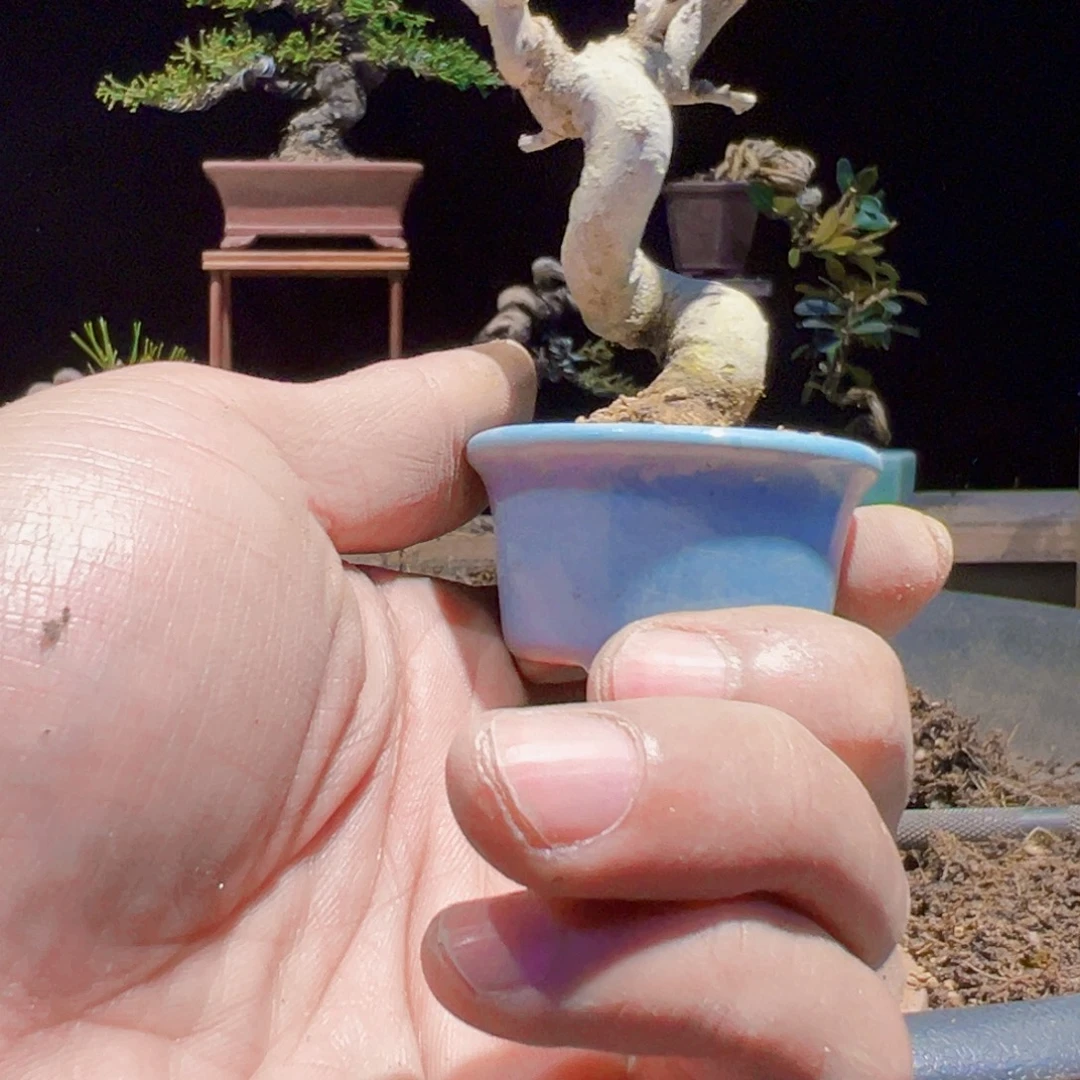 无花朵盆景11111111111