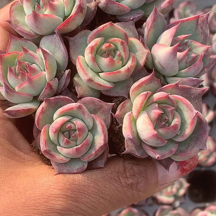 惊鸿仙子。拍3发4。拍5发7颗。（满9.99包邮不满9.99发叶子）