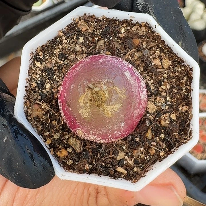 生石花1111。   386