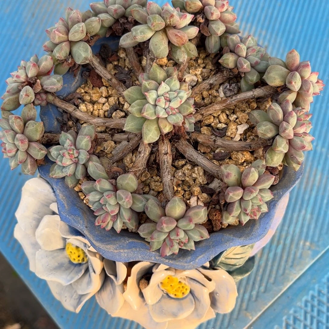 多肉植物多肉植物