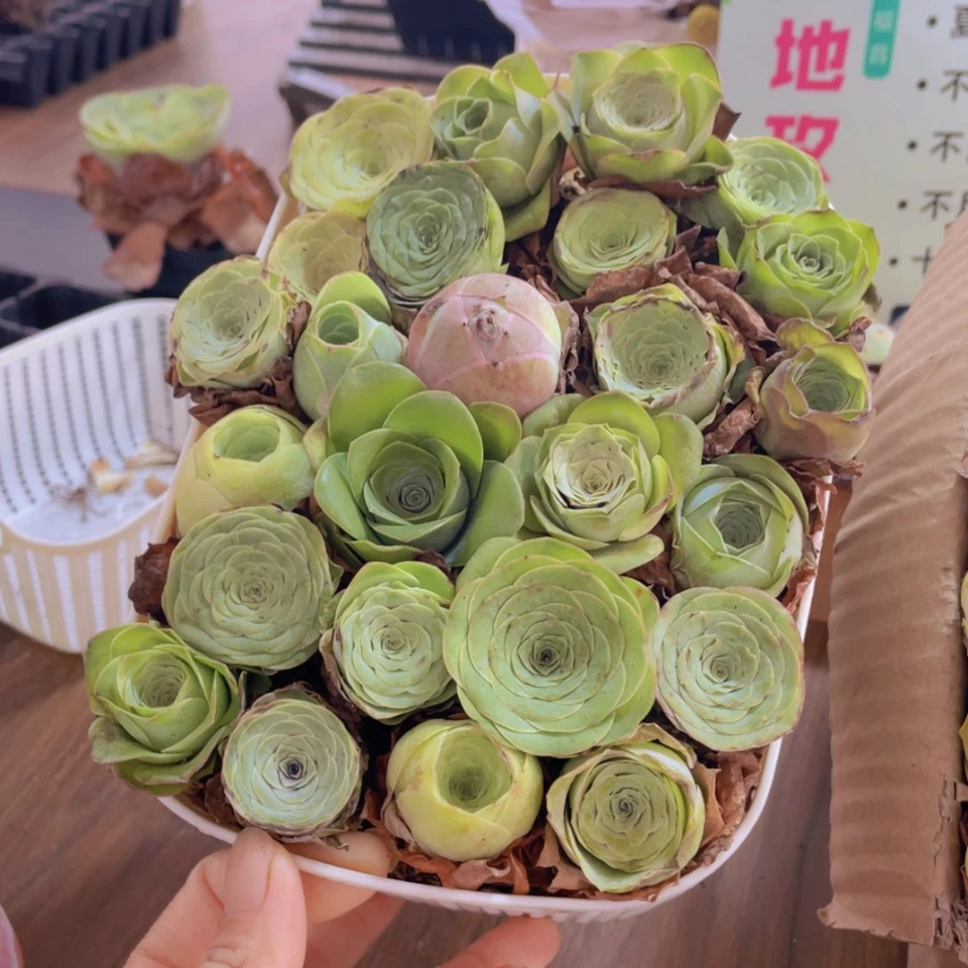 保底25颗以上量拍➕大花篮888858