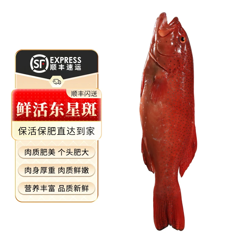 鲜活东星斑深海燕尾斑冷冻冰鲜东星斑石斑鱼海产活鱼炸鱼