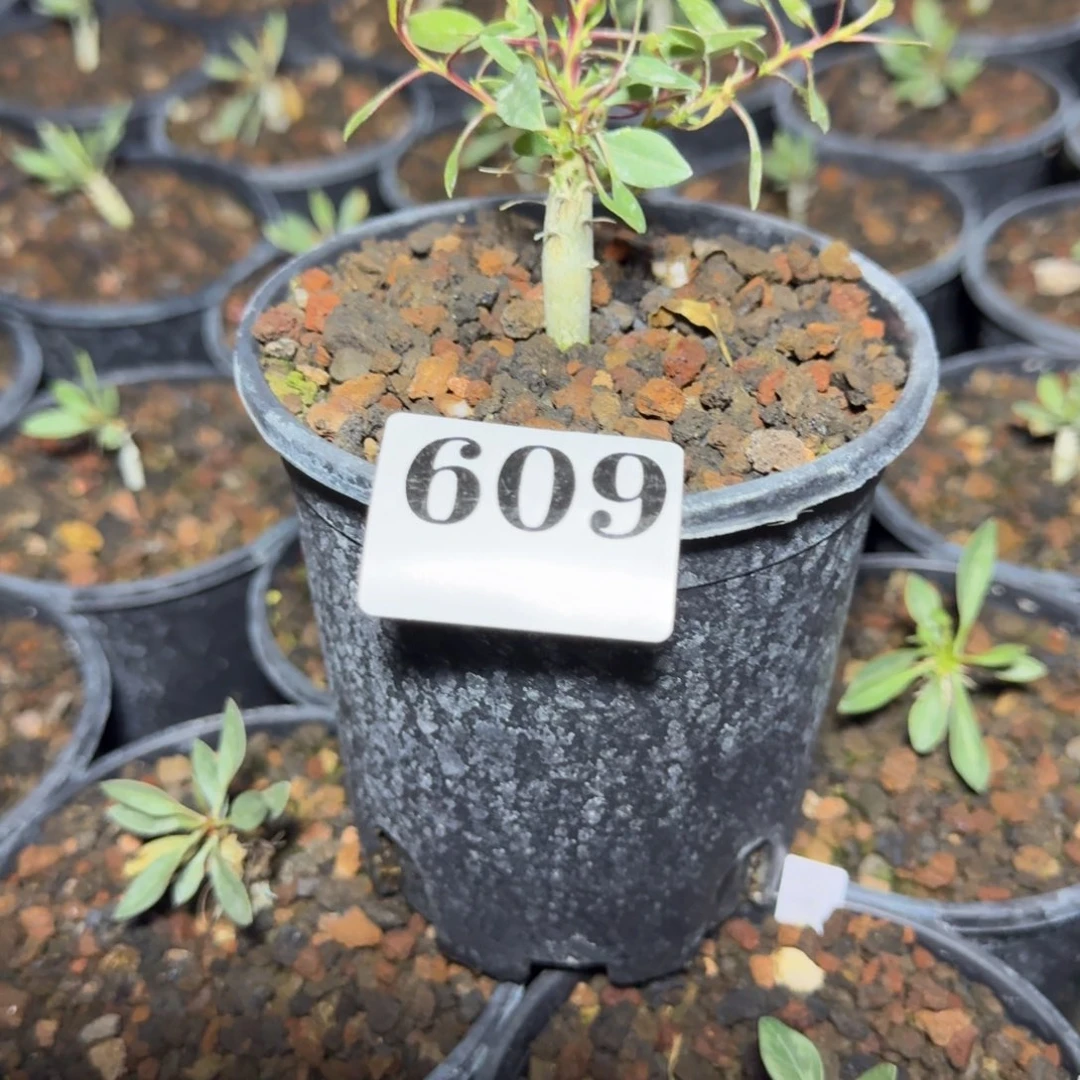 观峰玉一物一拍带盆