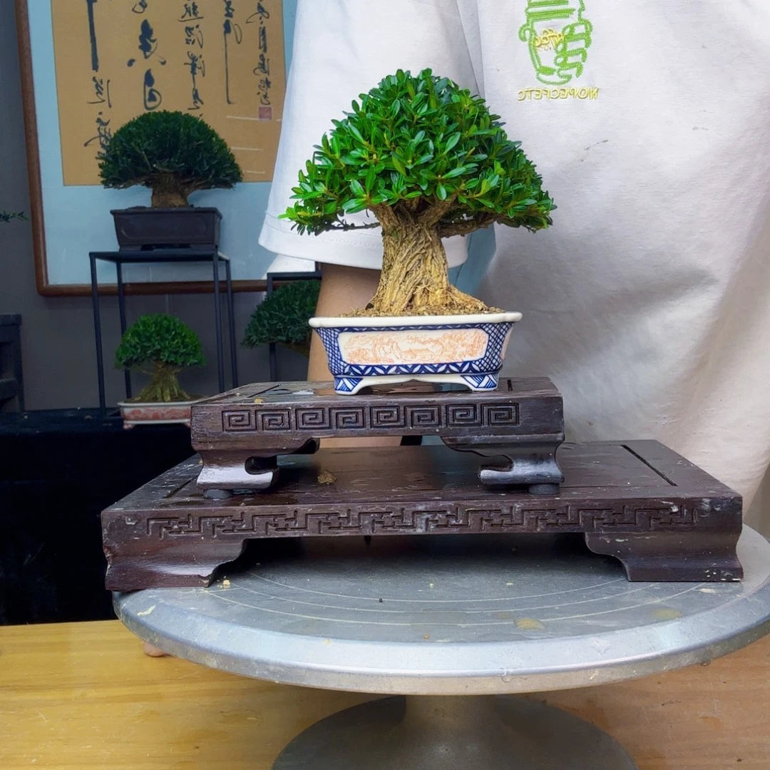 柚***汁无花朵凤尾黄杨 黄杨盆景