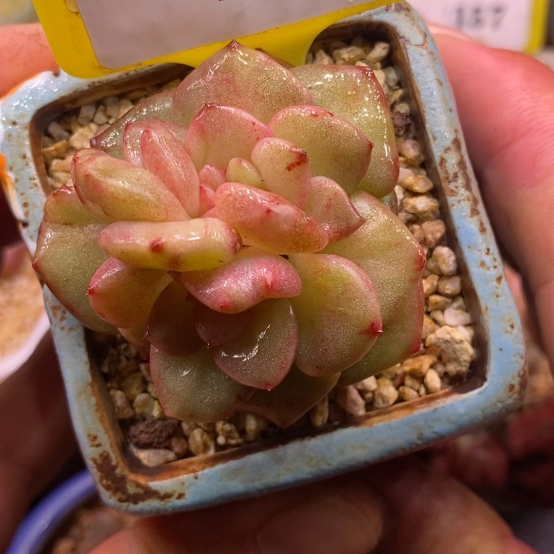 5167糖心石化拉丝锦zhuih