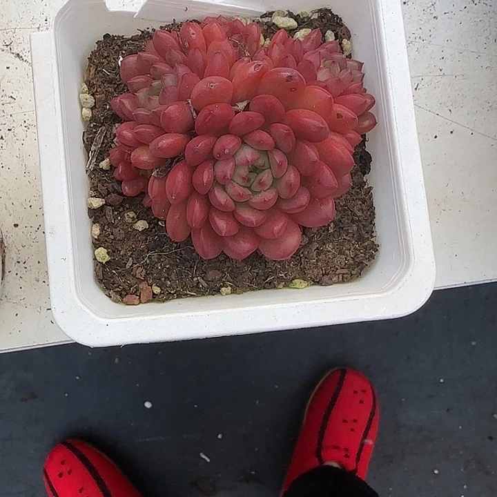 青蛙王子儿童牙膏11