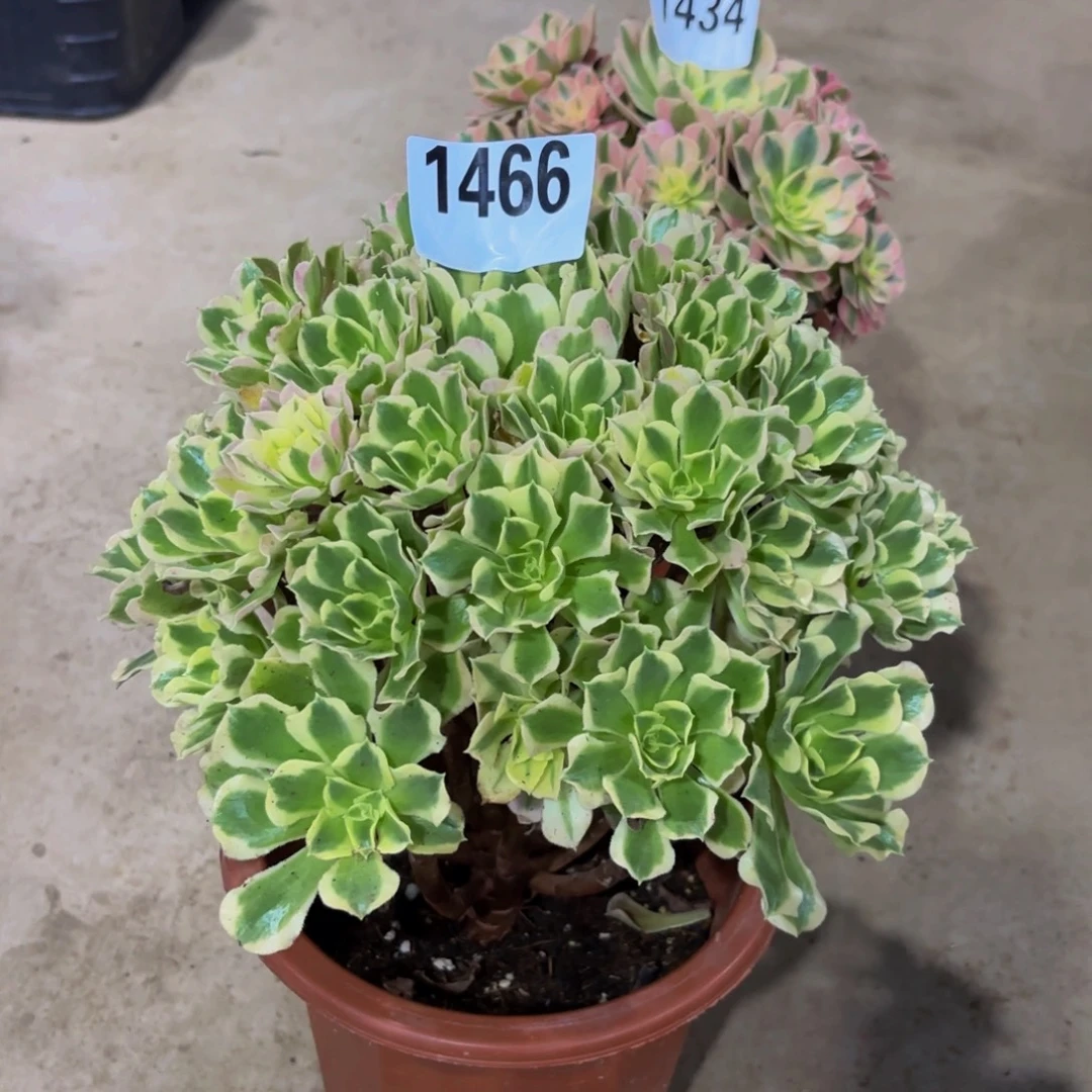 无花朵1466白风11111