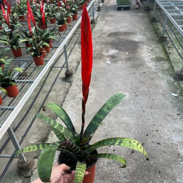 彩冰花【虎皮穿云红箭】多样性发货