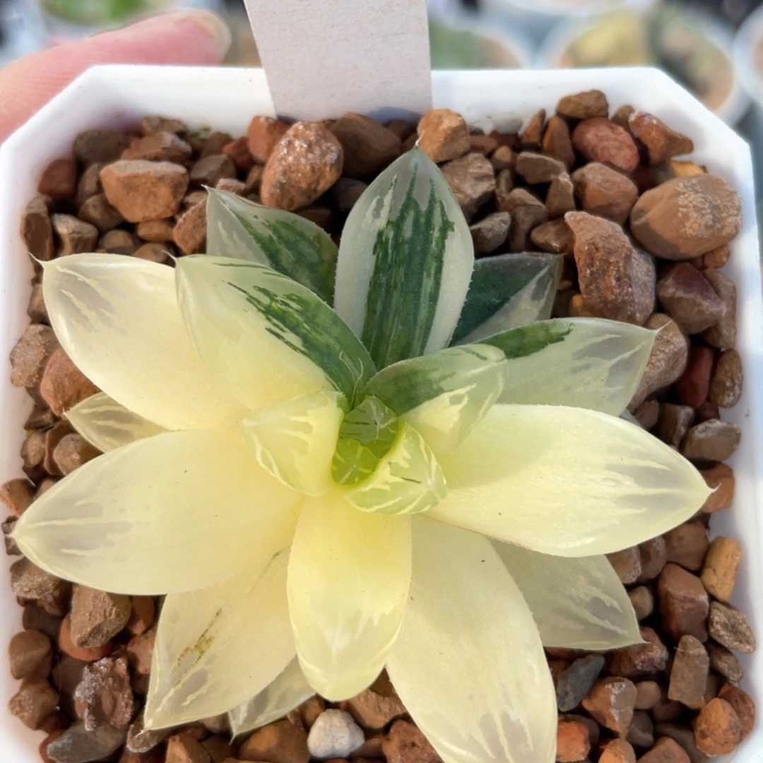 83花火锦。