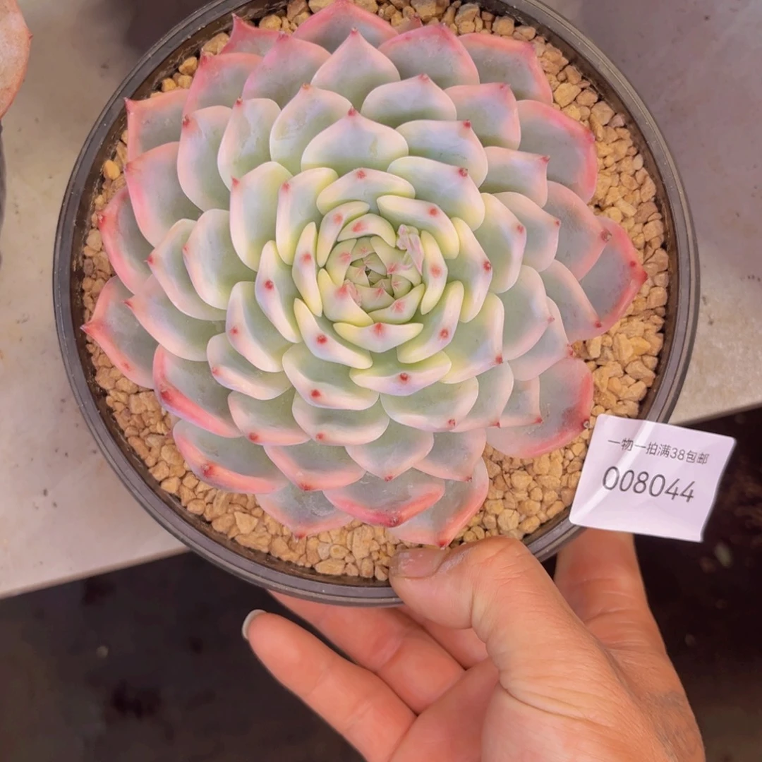 多肉一物一拍8044