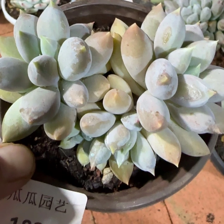1824哥特萝莉多肉植物的时候