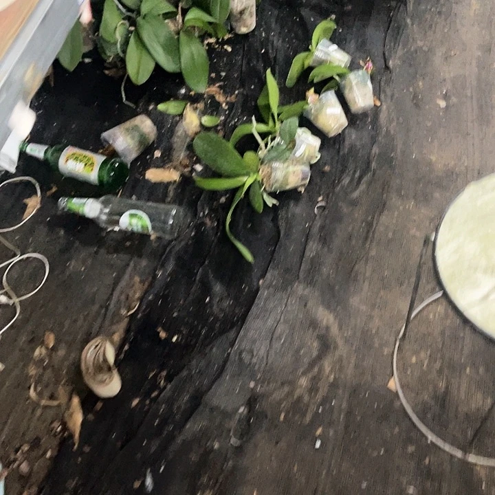 当前无花栽培后可以开花雨****原生盲盒