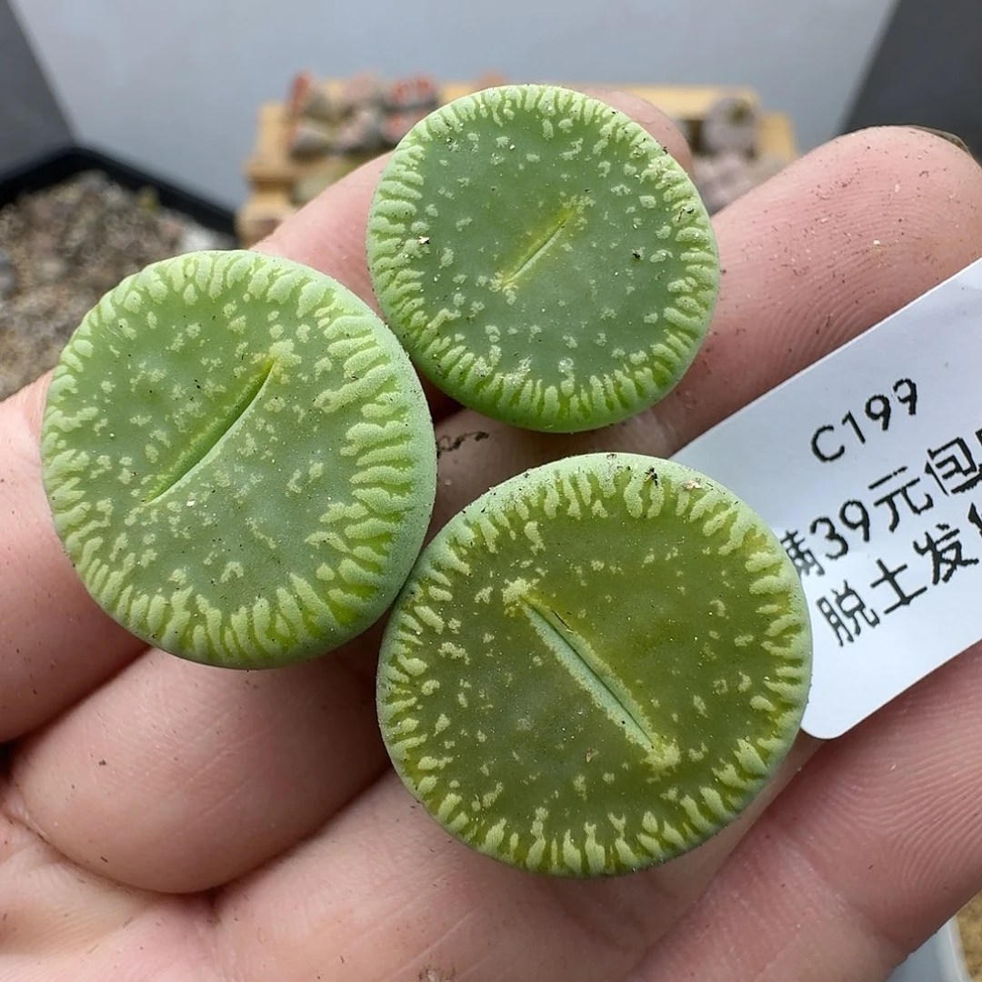 199哈哈哈哈哈哈哈哈哈