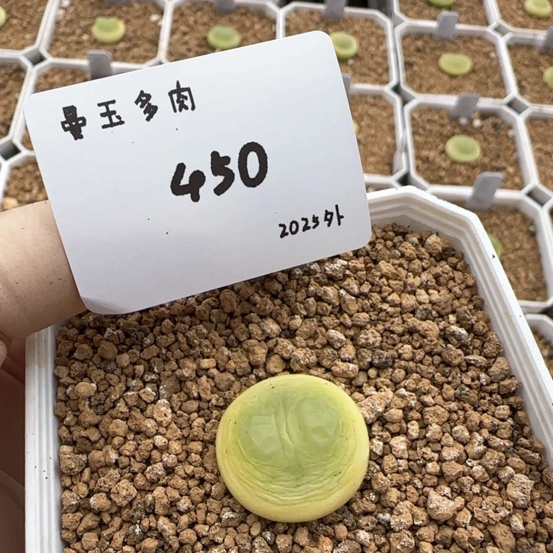 惠*多肉多肉多肉2025-450