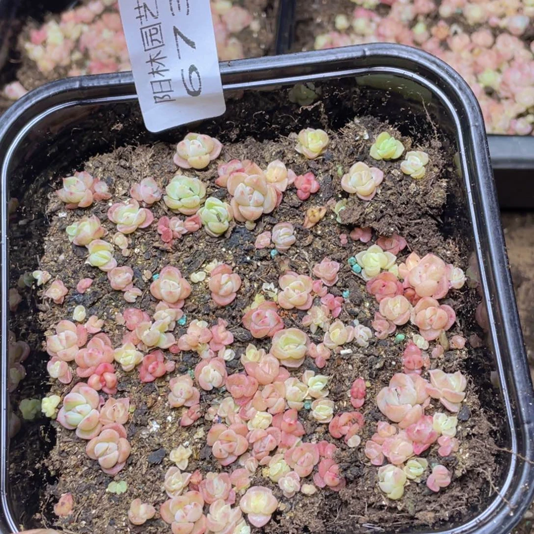 量拍多肉植物多肉植物673