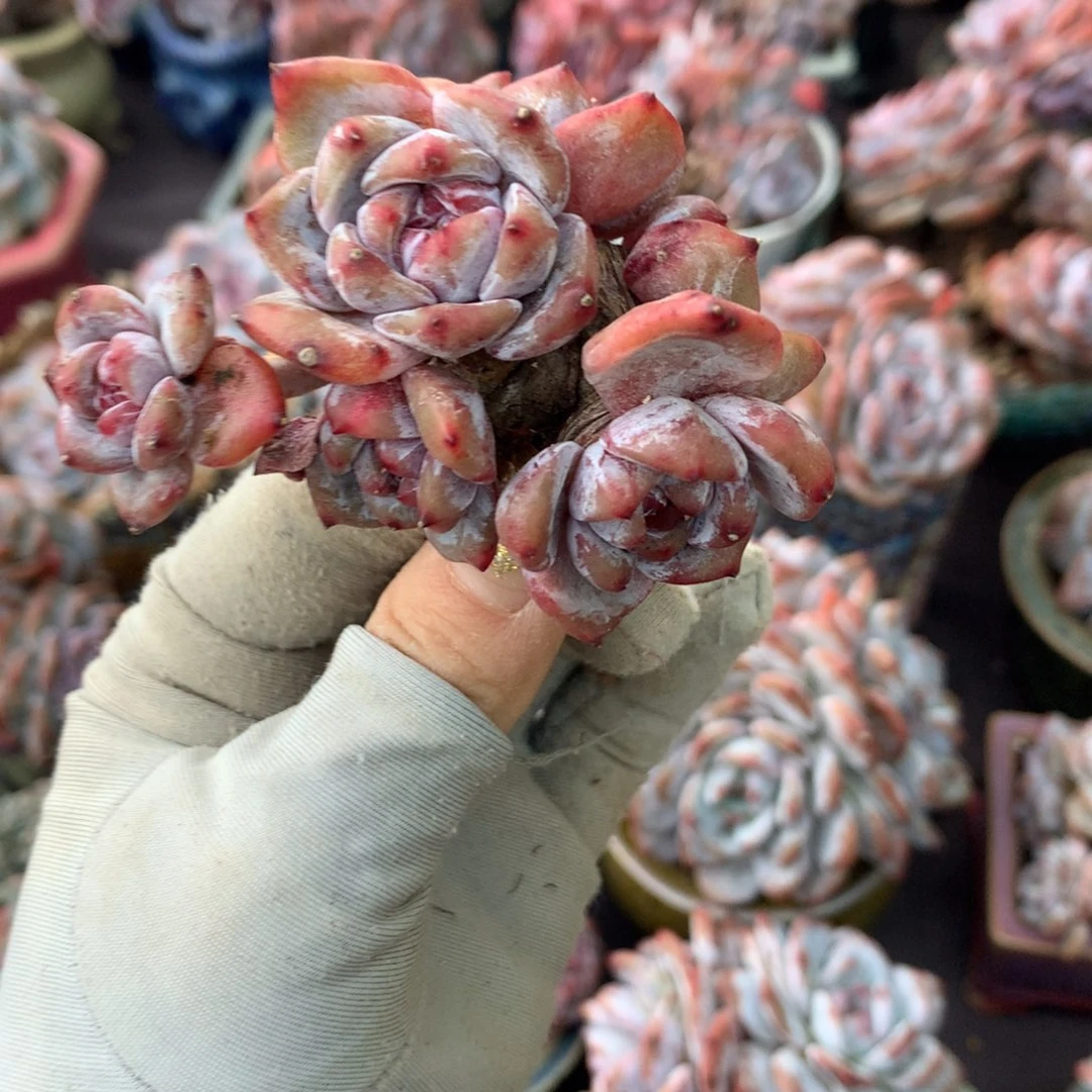 哈哈哈哈哈哈哈哈