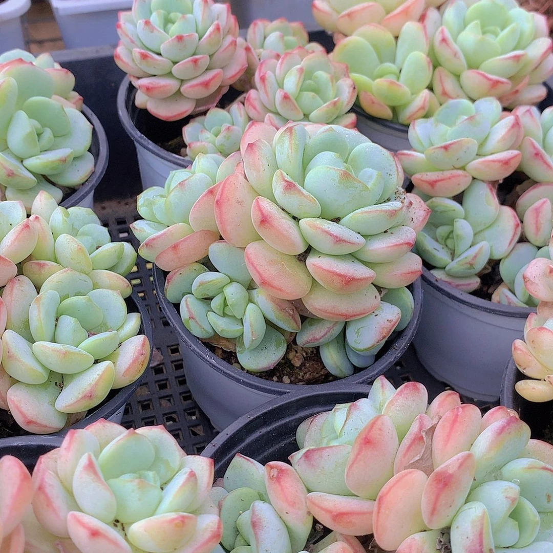 香草碧斯356678899999