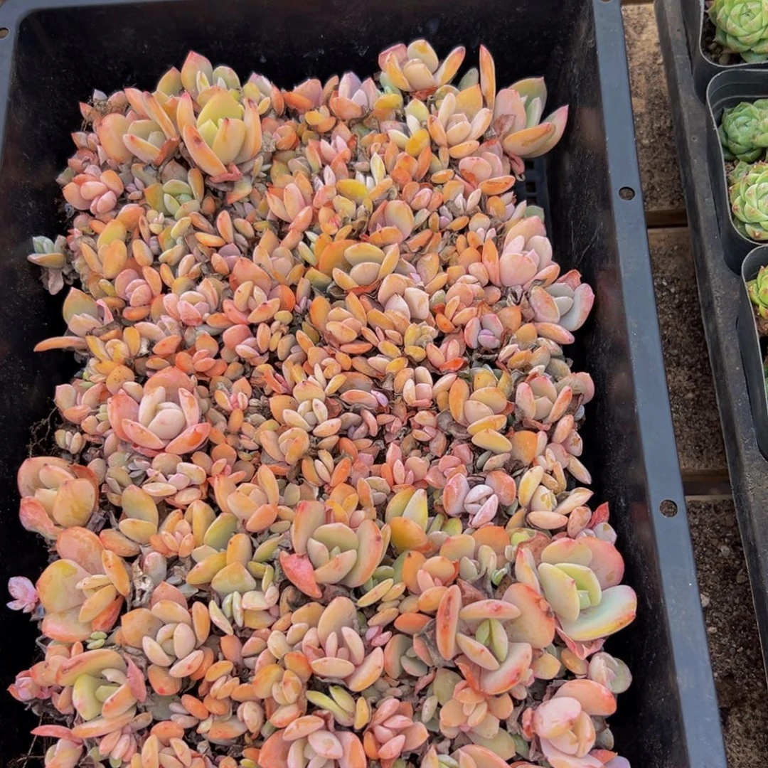 613多肉的小龙虾都有