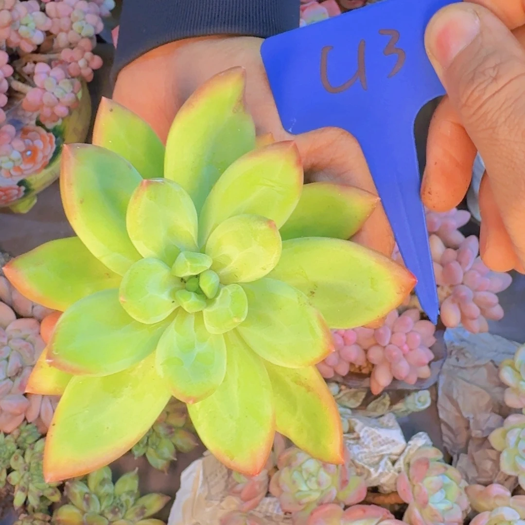 多肉植物和植物等多种