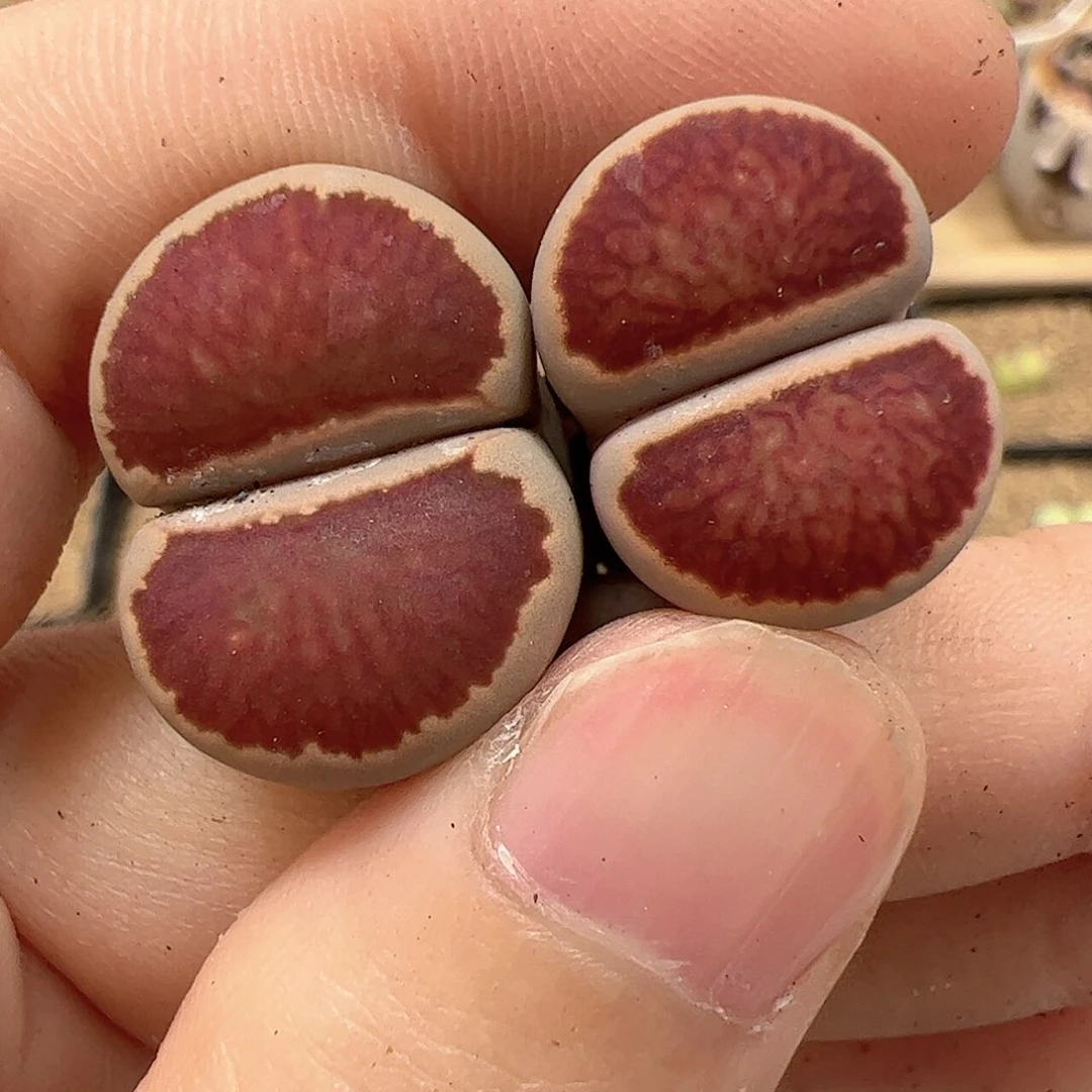 【闪购商品】164 菊