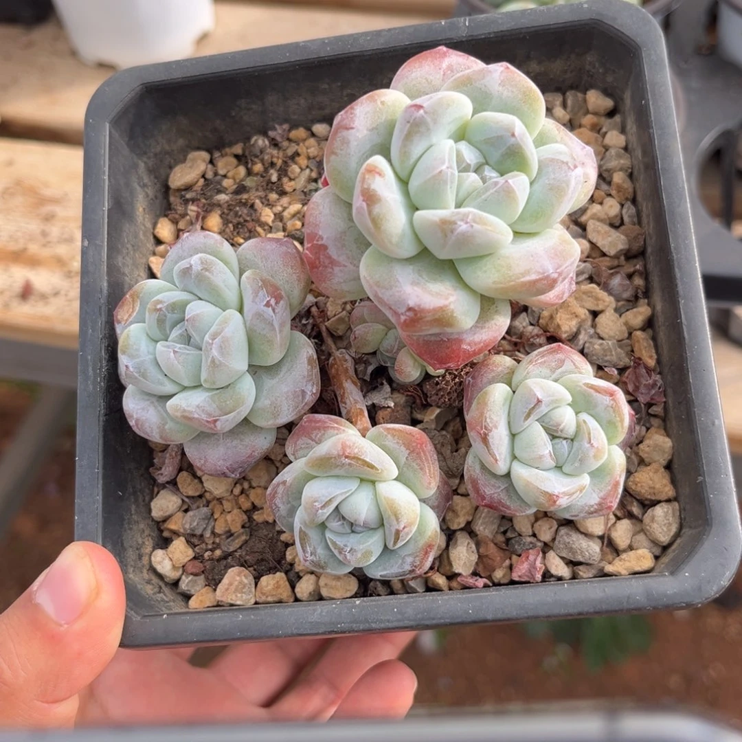 大米小米福利哈哈哈哈哈