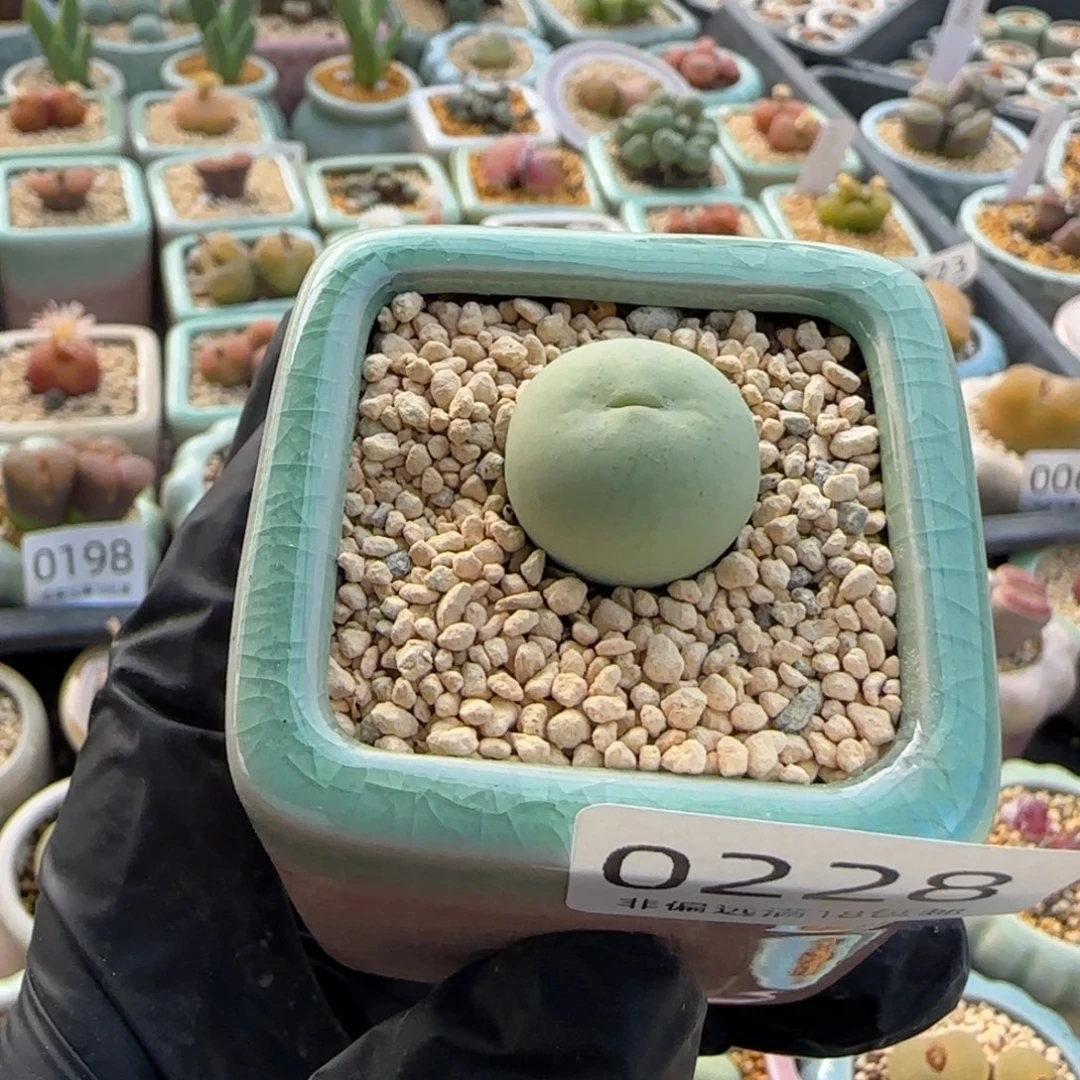 董***0228 一物一拍 带盆