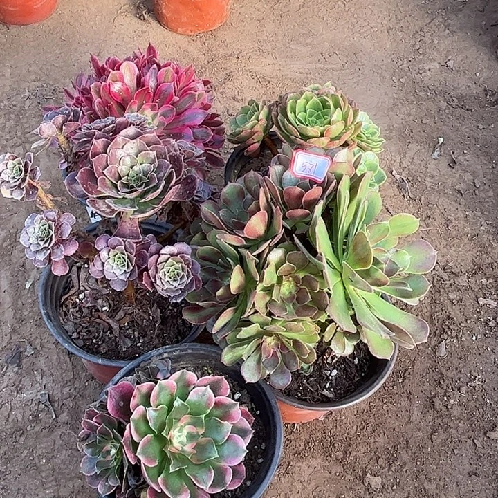 581多肉植物组合，