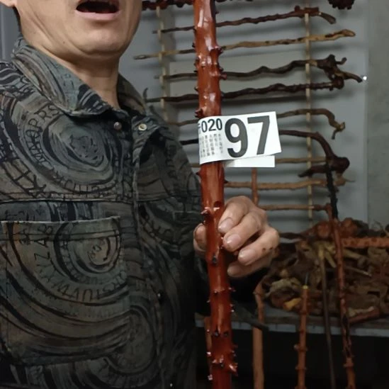 志***节香榧木高山 檬子木文玩料