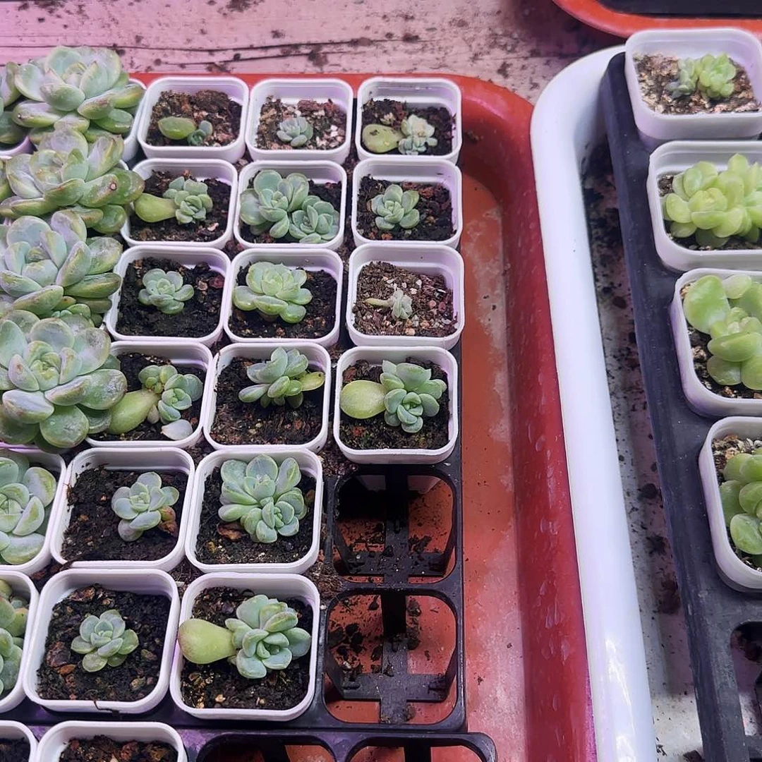 154 中苗盆一个满25包邮