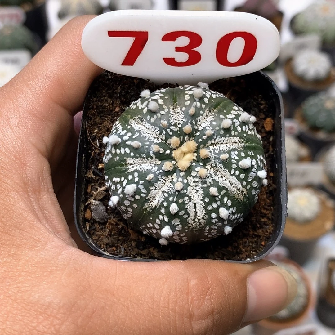 730福利特价来了打特价咯