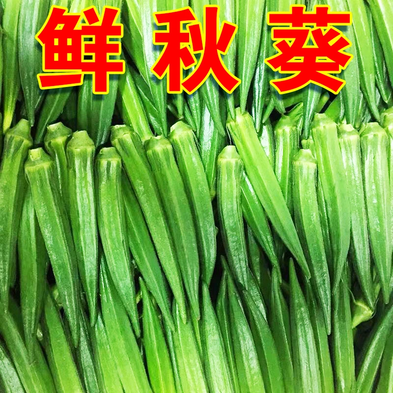 鲜嫩秋葵新鲜蔬菜即食农家羊角豆水果黄秋葵现摘餐桌菜肴佳品