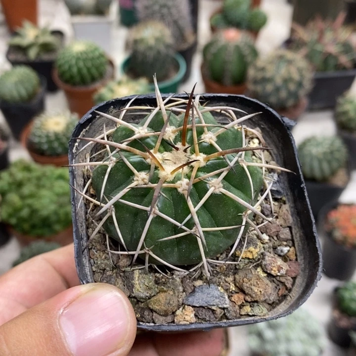 实生圆盘玉特价福利