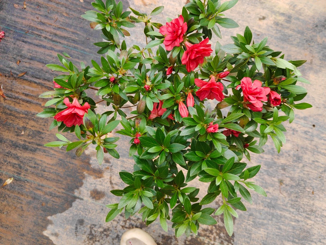 沙浪皋月重瓣杜鹃花盆栽花卉绿植盆景造景品种苗带花苞