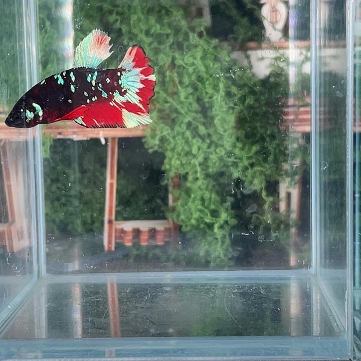 斗鱼活体不退不换谢谢