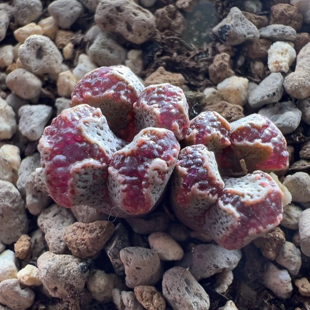 614蝴蝶勋章一颗福利
