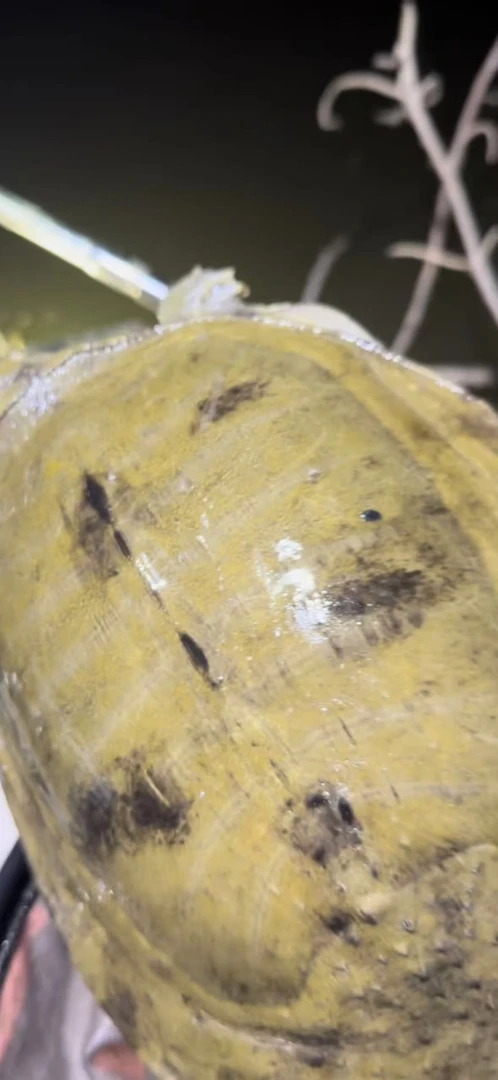 农村纯天然土甲鱼鲜活水产肉质鲜美