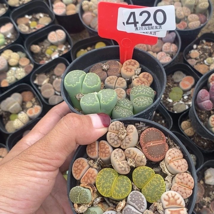 美***美无花朵生石花等植物420