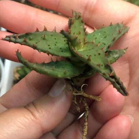 卡莎蒂芦荟哈哈哈哈哈哈
