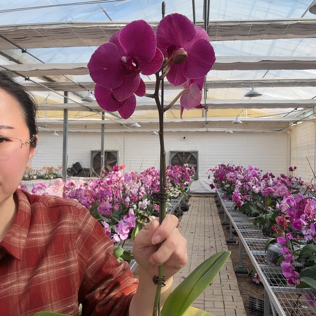 完全开放蒙特勒1颗，