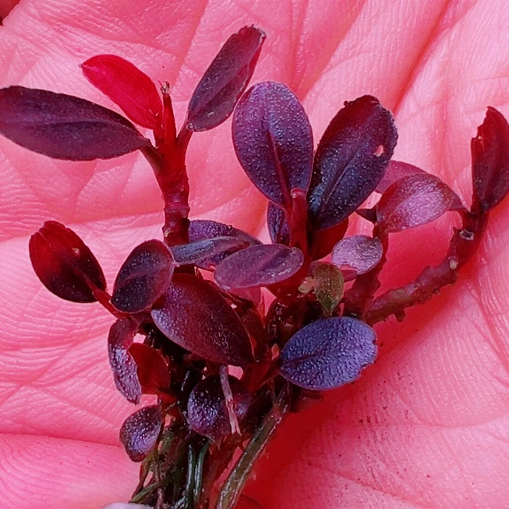 福利27号福利价植物一头