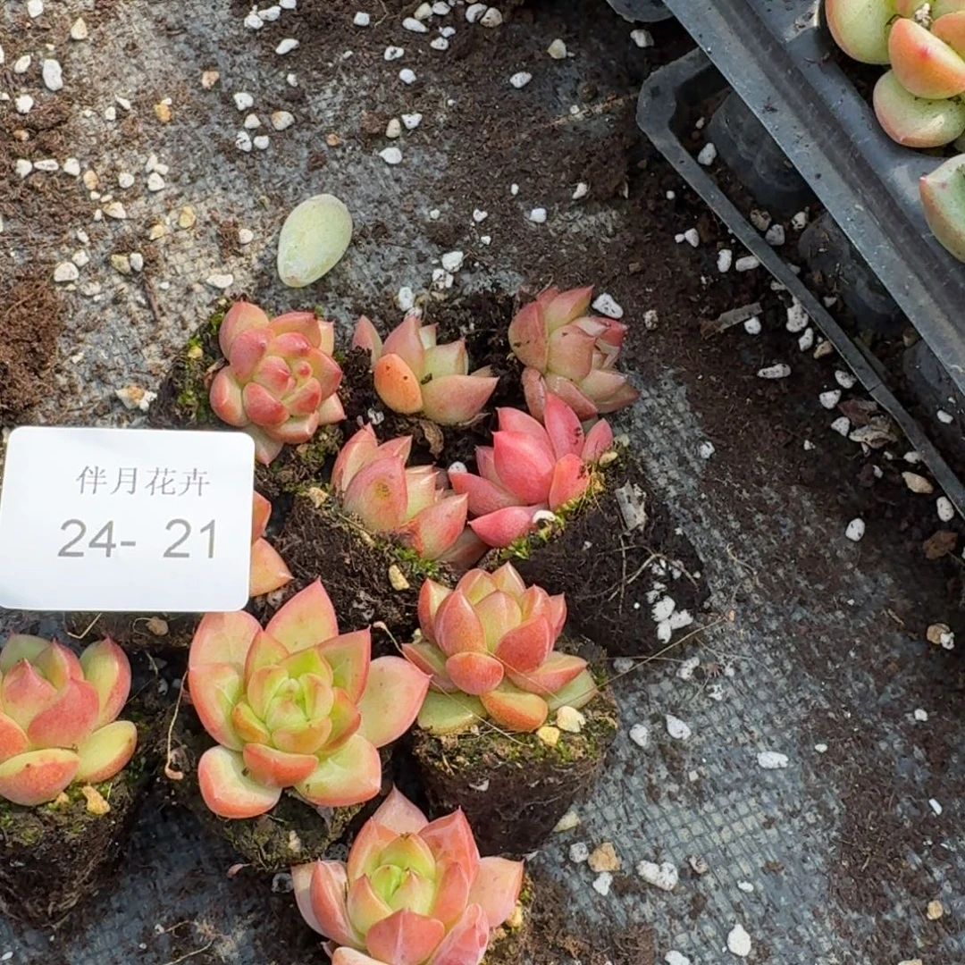 24-21冰玉东云十棵带颜色脱土发货左八