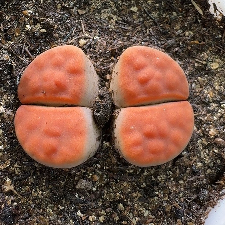 111111生石花。   230