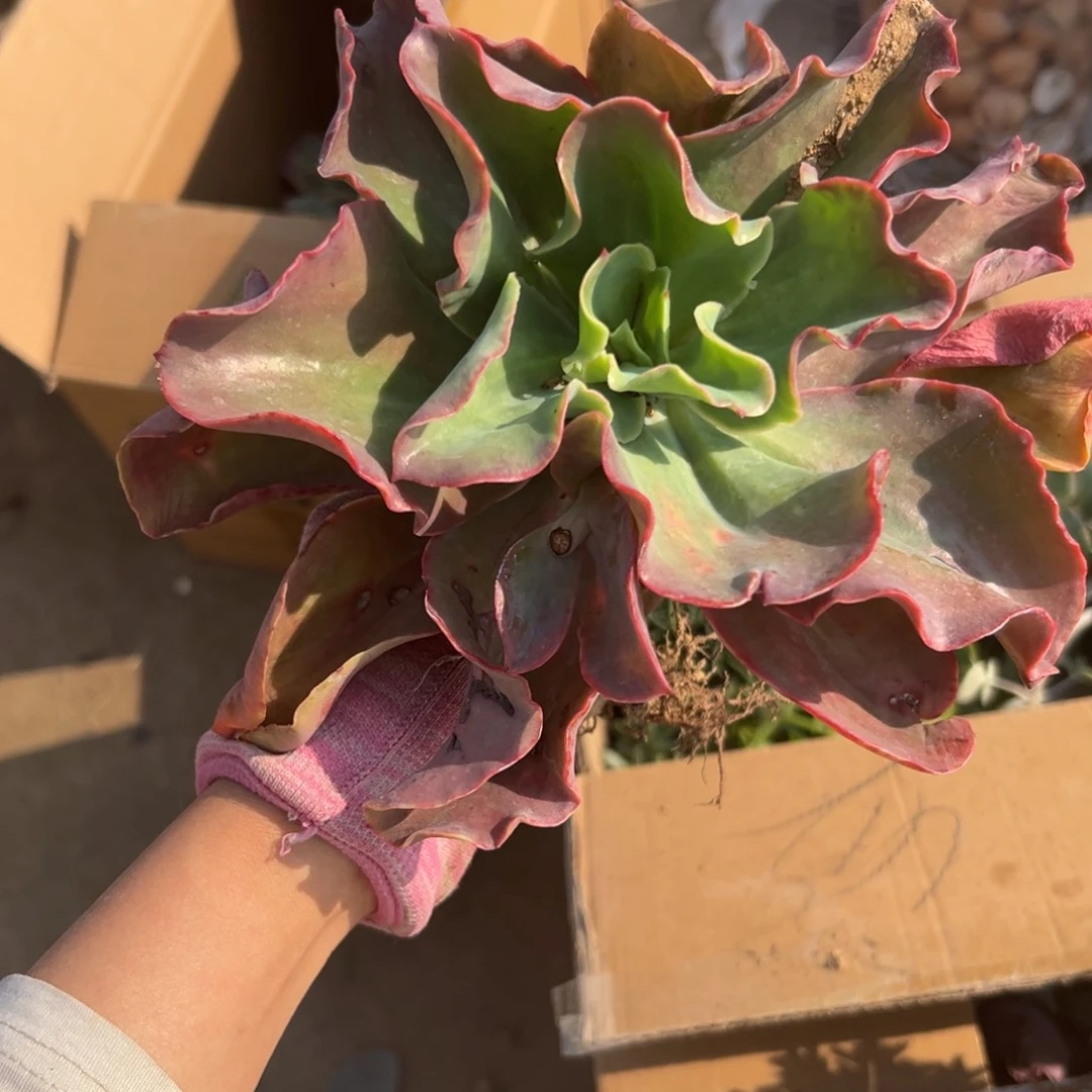 爸比娃娃多肉植物植物营养液