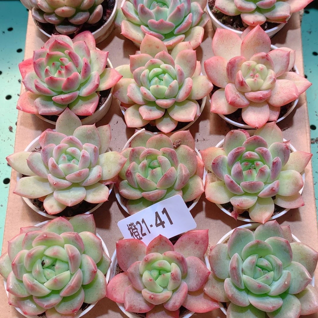 21-41一物一拍多肉带盆18颗