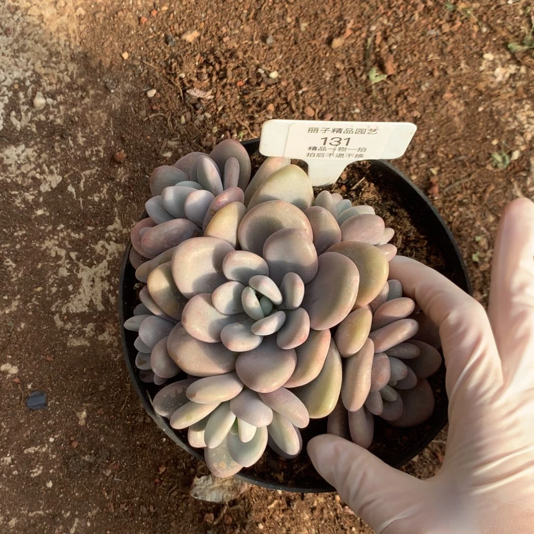 131多肉植物惊鸿7头